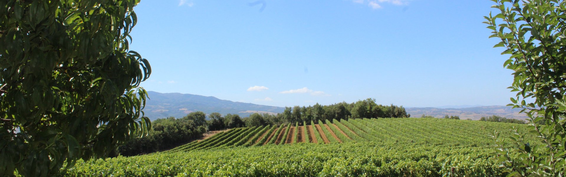 Vigneto della Tenuta La Torre