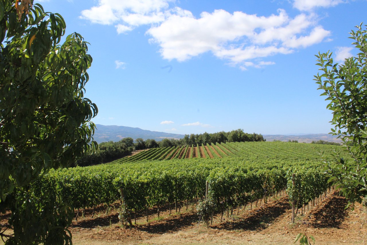 Vigneto della Tenuta La Torre