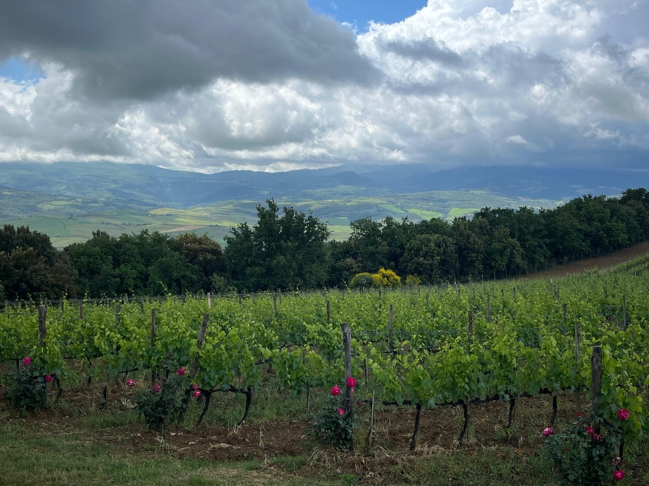 Panorama del Podere La Torre